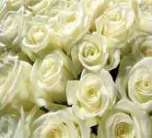 De ce dau trandafiri albi?