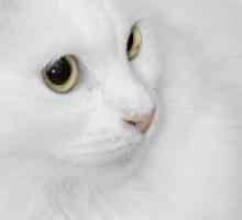 De ce vis de o pisică albă?