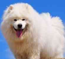 De ce vis de un câine alb?