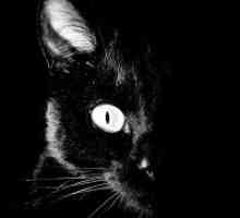 De ce vis de o pisică neagră?