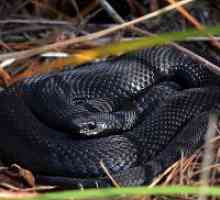 De ce vis de un șarpe negru?