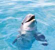De ce visul unei femei delfin?