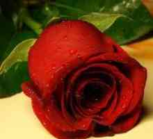 De ce vis de un trandafir rosu?