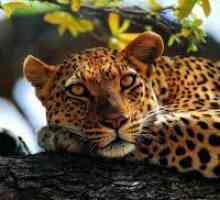 De ce vis de un leopard?