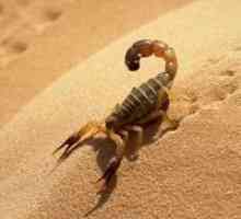 De ce vis de un scorpion?