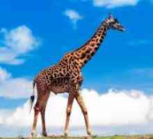 De ce visul de o girafa?