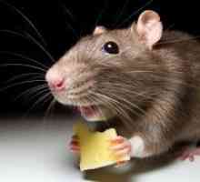 De ce vis de un șoarece?