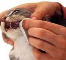 Cum se curata dintii pisicii?