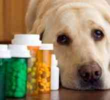 Cum de a da un câine o pastila?