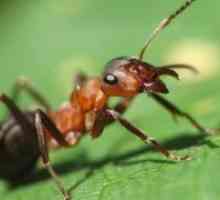 Cum sa scapi de furnici în zonă?