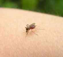 Cum să scapi de înțepături de țânțar?