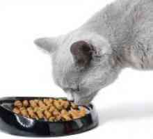 Cum să se hrănească pisica castrati?