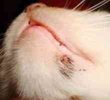 Cum de a trata acneea la pisici de pe bărbie?