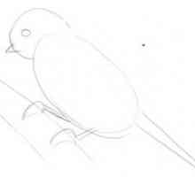 Cum de a desena o pasăre?