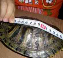 Cum de a determina vârsta de broască țestoasă?