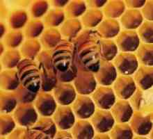 Cum albinele fac miere?