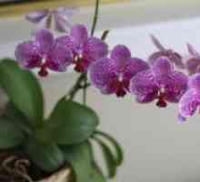 Cum să transplant orhidee după înflorire?