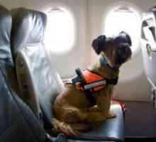 Cum de a transporta un câine într-un avion?