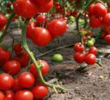 Cum de a lega tomate în seră, fără mize?