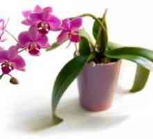 Cum la apă orhidee la domiciliu?