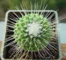 Cum de a planta cactus?