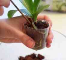 Cum să transplant orhidee la domiciliu?