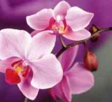 Cum se uda orhidee?