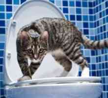 Cum de a obișnui pisica la toaletă?