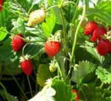 Cum să planteze semințe de căpșuni?
