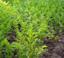 Cum să planteze semințe de morcov în teren deschis?