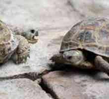 Cum să aibă grijă de o broască țestoasă?