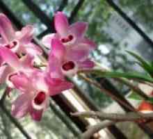 Cum să aibă grijă de camera orhidee?