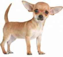 Cum să aibă grijă de un catelus Chihuahua?