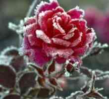 Cum să acopere trandafiri pentru iarna?