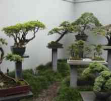 Cum să crească bonsai din semințe?