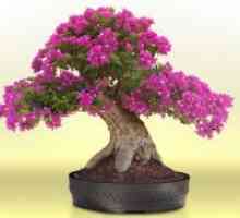 Cum să crească bonsai acasă?