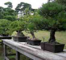 Cum să crească un bonsai?
