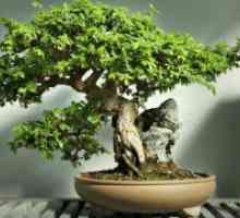 Cum să crească un copac bonsai?