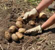 Cum să crească o recoltă bună de cartofi?