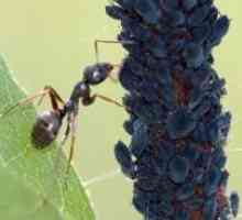 Cum de a afișa furnicile din grădină?