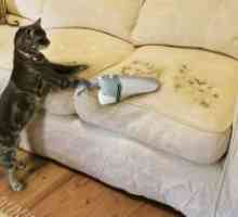 Cum de a aduce mirosul de urina de pisica de pe canapea?