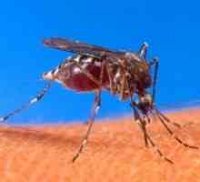 Cum de a proteja copilul de țânțari?