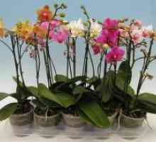 Cum să obțineți o orhidee să înflorească?
