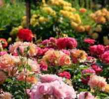 Ce nevoie de trandafiri de fertilizare?