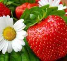Ce vitamine conținute în căpșuni?