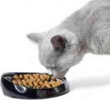 Ce o mai bună hrană pentru pisici?