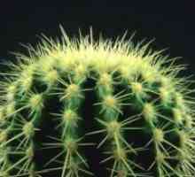 Cactus șirag de mărgele