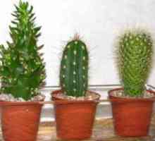 Cactus - soi și îngrijire