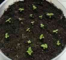 Semințe de Calceolaria