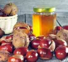 Chestnut miere - proprietăți utile și contraindicații